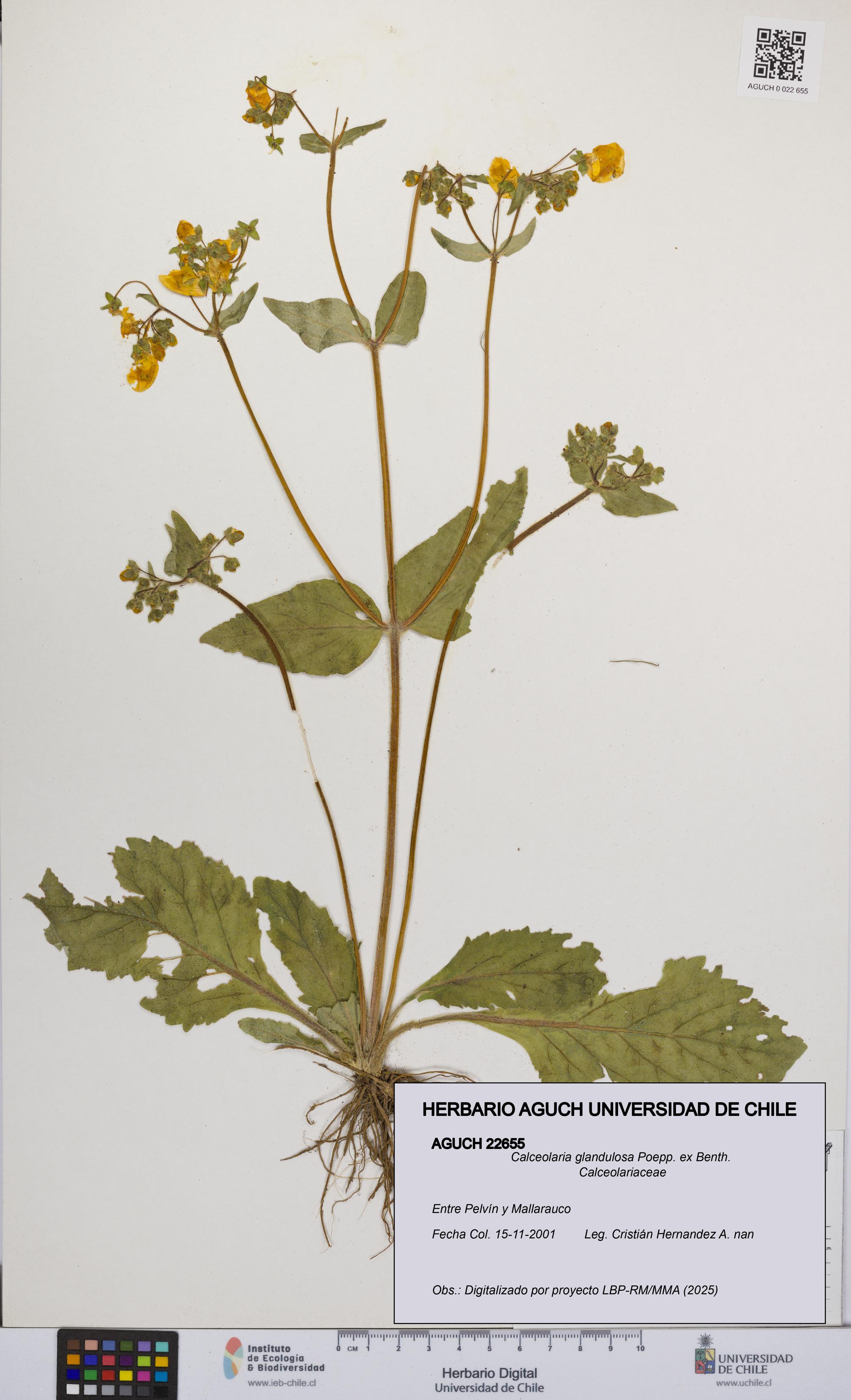 Calceolaria glandulosa [Espécimen: UCH:AGUCH:0022655]