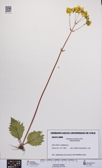 Calceolaria pratensis [Espécimen: UCH:AGUCH:0022656]