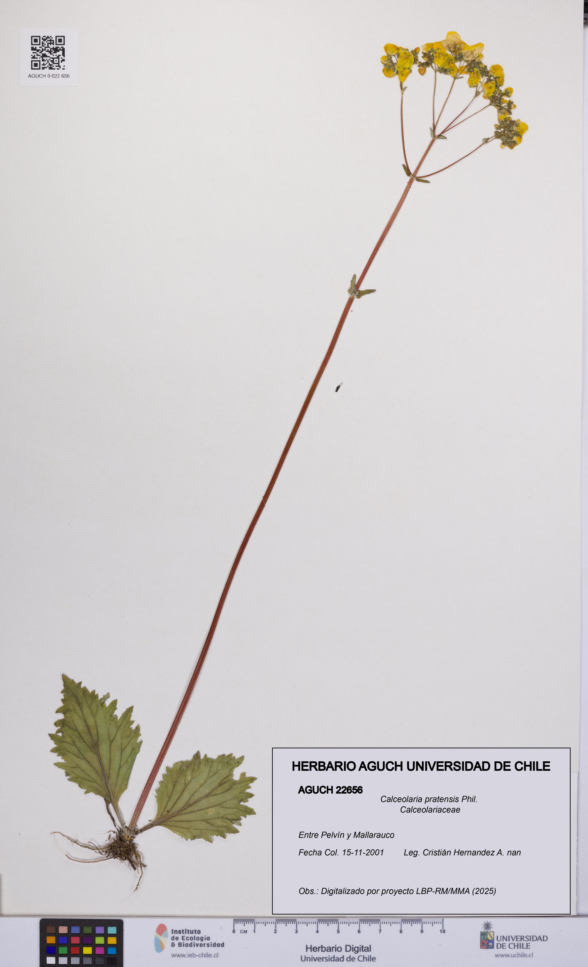 Calceolaria pratensis [Espécimen: UCH:AGUCH:0022656]