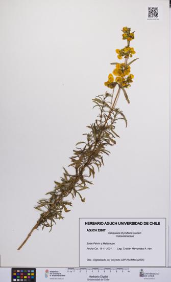 Calceolaria thyrsiflora [Espécimen: UCH:AGUCH:0022657]