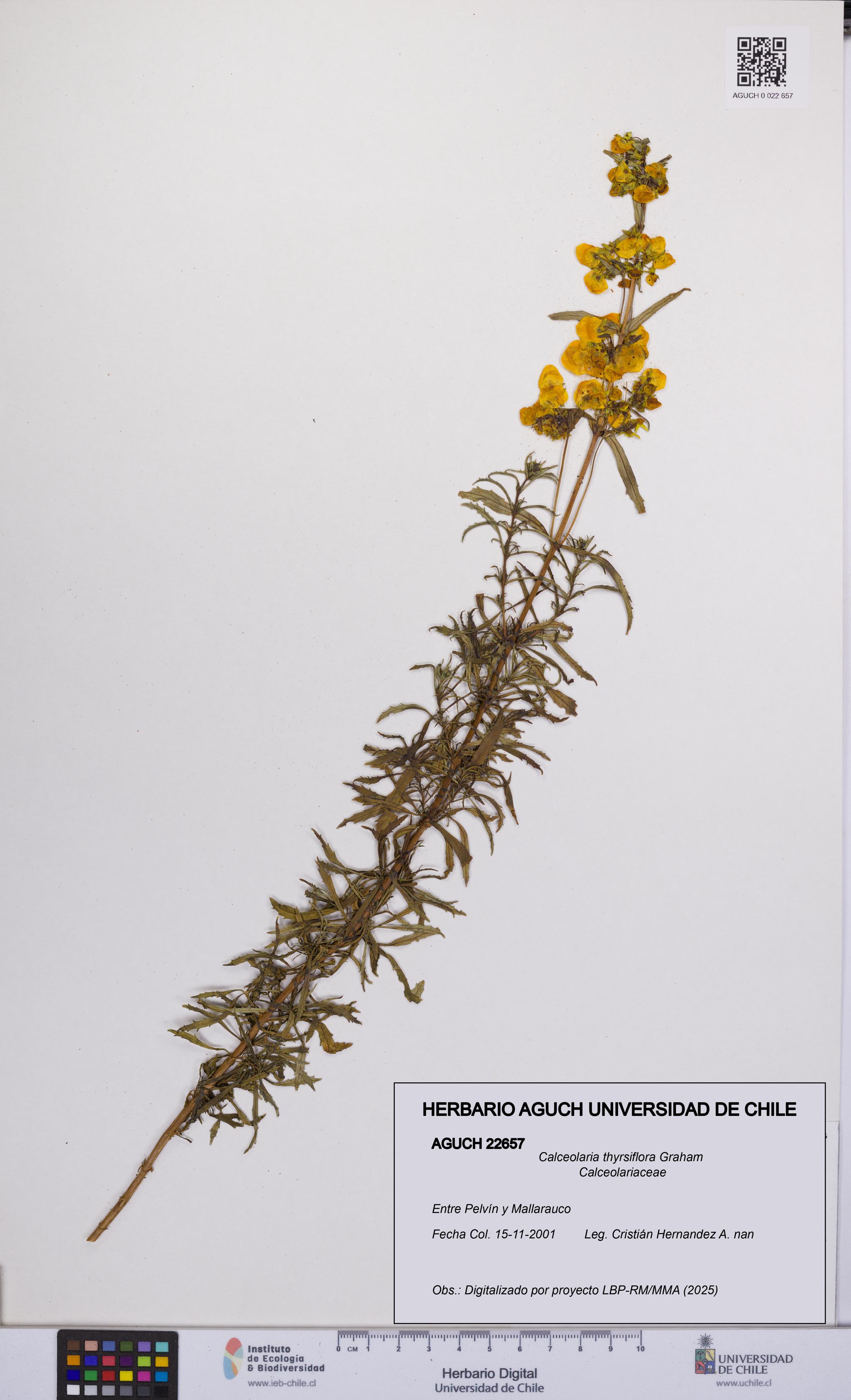 Calceolaria thyrsiflora [Espécimen: UCH:AGUCH:0022657]