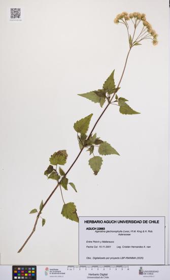 Ageratina glechonophylla [Espécimen: UCH:AGUCH:0022663]