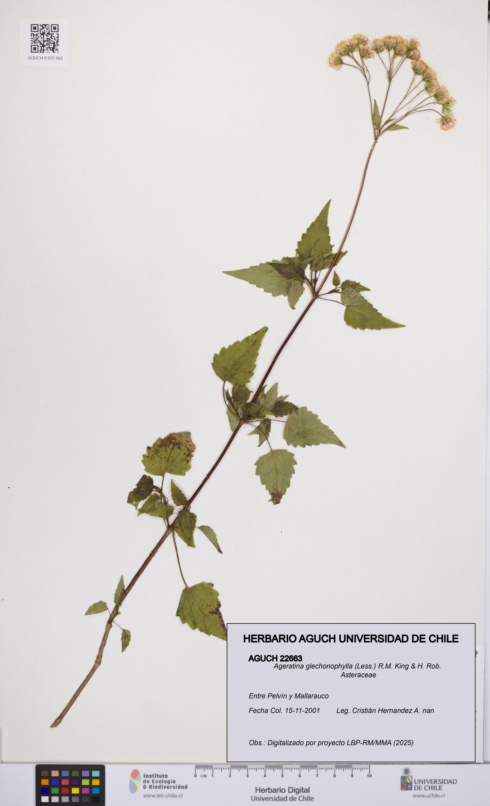 Ageratina glechonophylla [Espécimen: UCH:AGUCH:0022663]