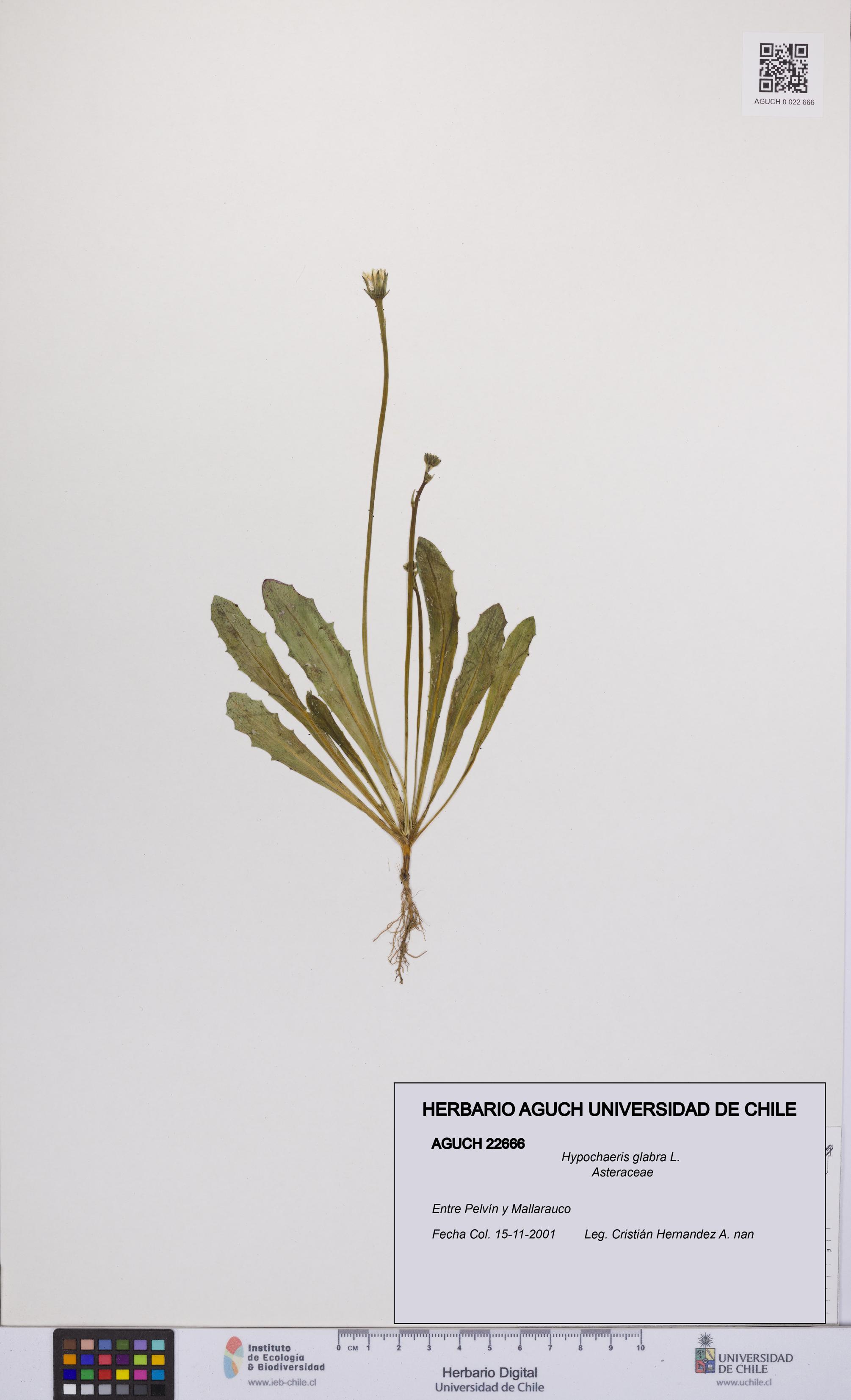 Hypochaeris glabra [Espécimen: UCH:AGUCH:0022666]