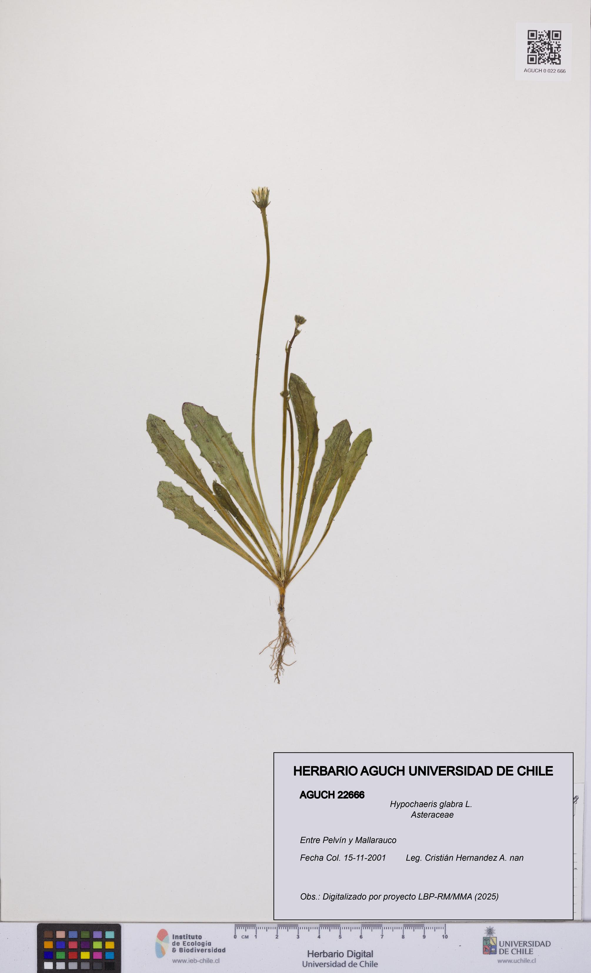 Hypochaeris glabra [Espécimen: UCH:AGUCH:0022666]