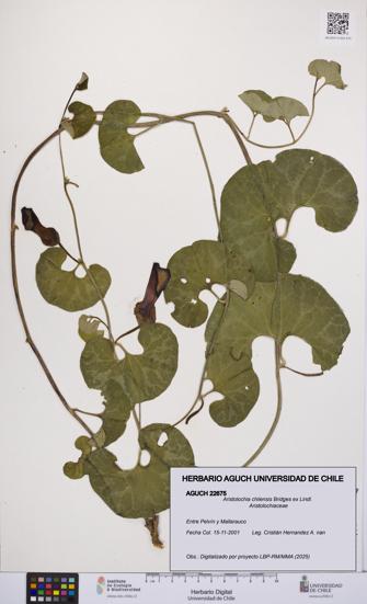 Aristolochia chilensis [Espécimen: UCH:AGUCH:0022675]