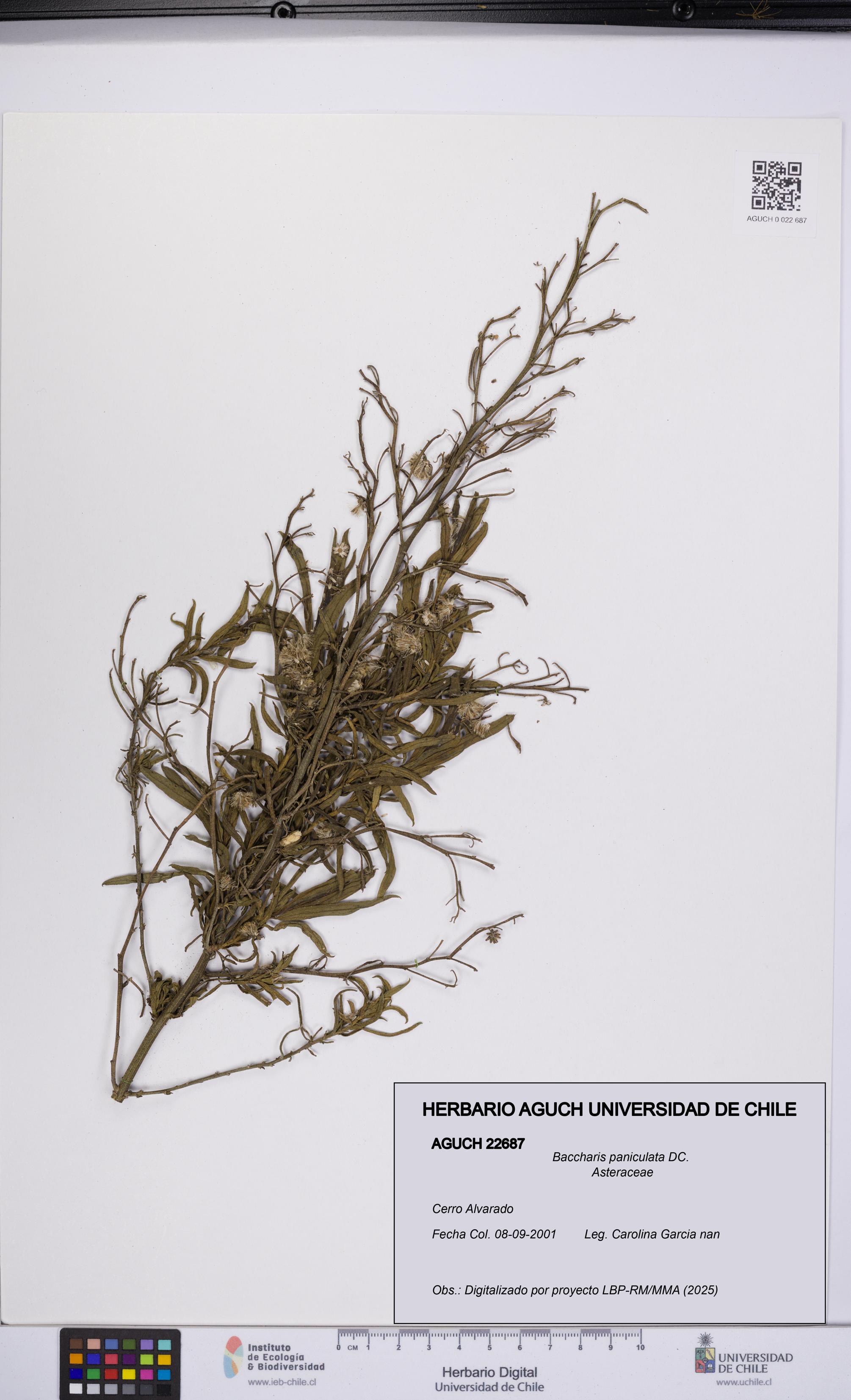 Baccharis paniculata [Espécimen: UCH:AGUCH:0022687]