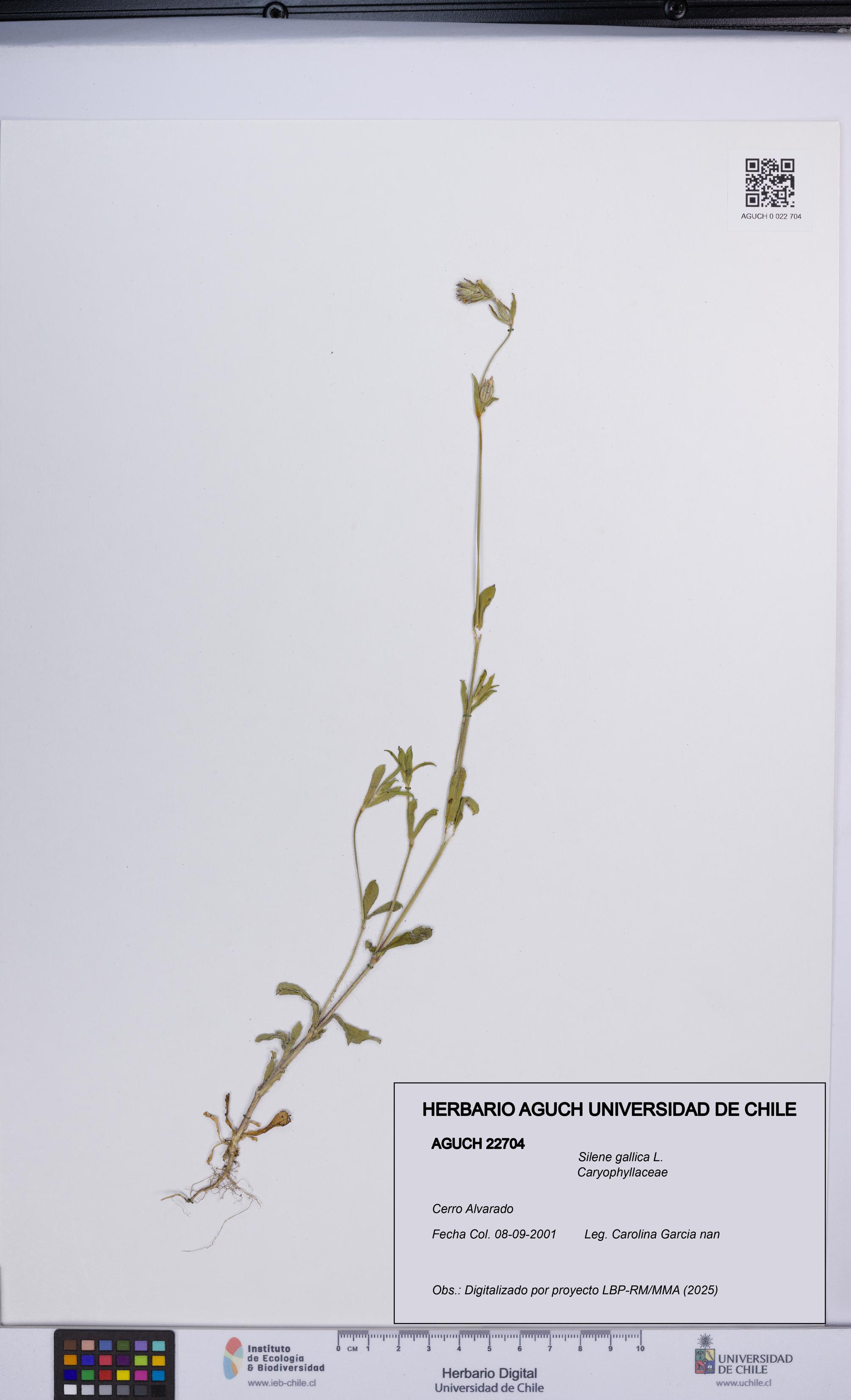 Silene gallica [Espécimen: UCH:AGUCH:0022704]