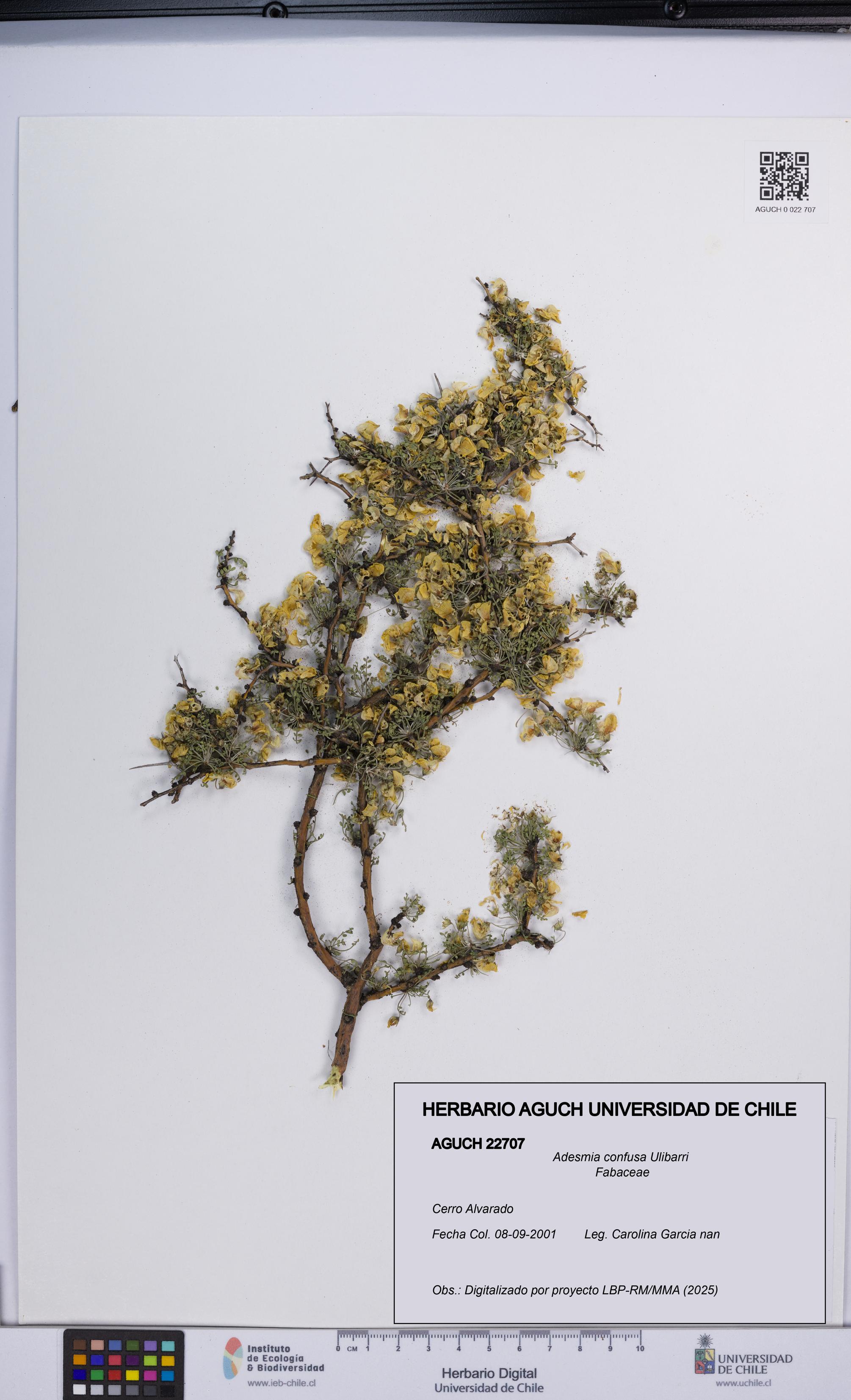 Adesmia confusa [Espécimen: UCH:AGUCH:0022707]