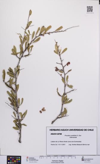 Proustia cuneifolia [Espécimen: UCH:AGUCH:0022728]