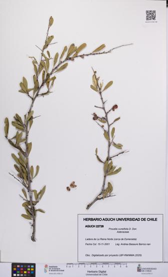 Proustia cuneifolia [Espécimen: UCH:AGUCH:0022728]