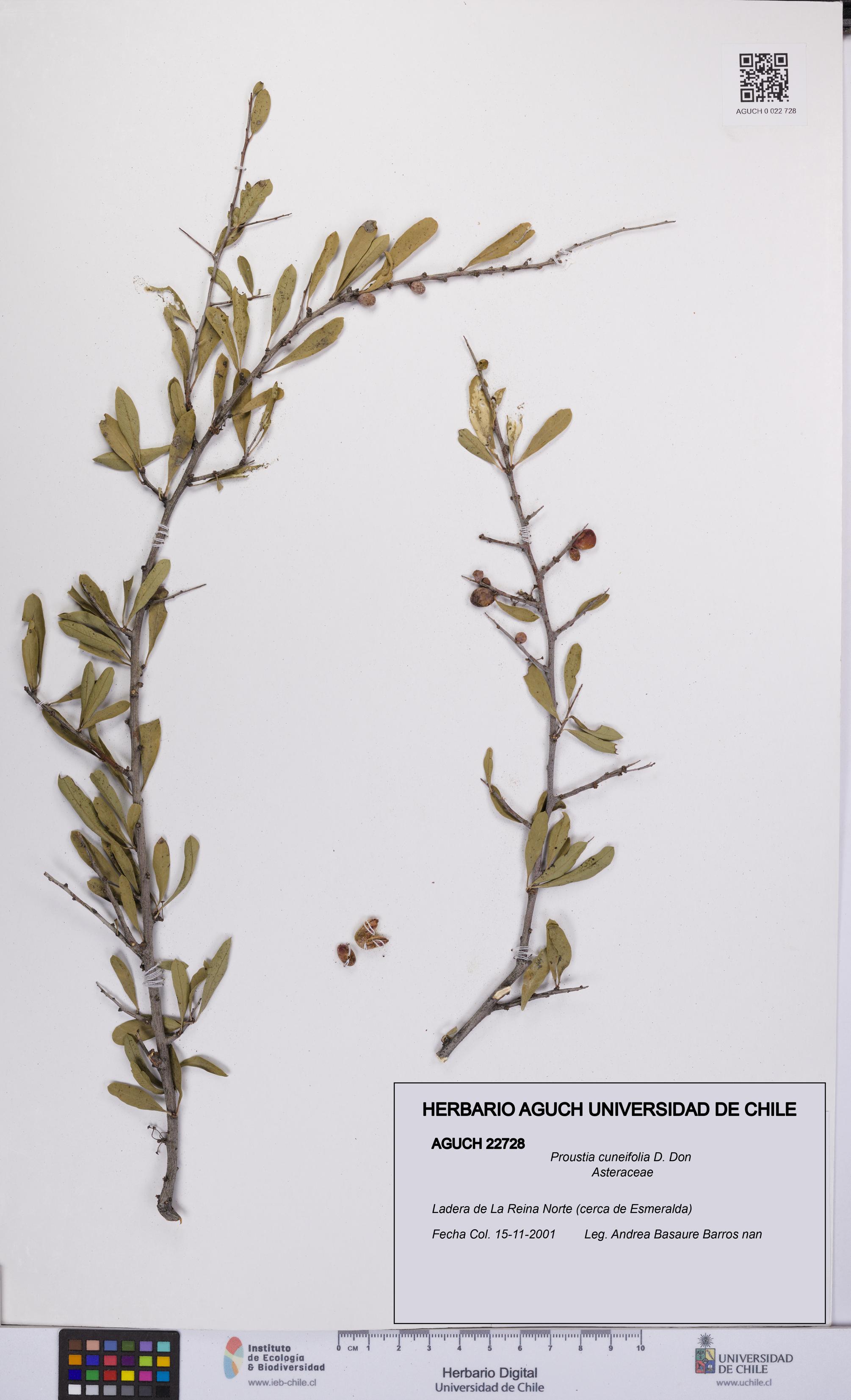 Proustia cuneifolia [Espécimen: UCH:AGUCH:0022728]