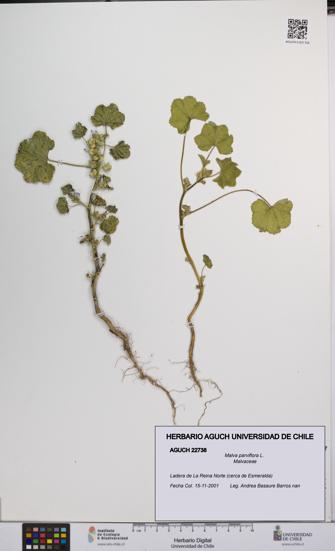 Malva parviflora [Espécimen: UCH:AGUCH:0022738]