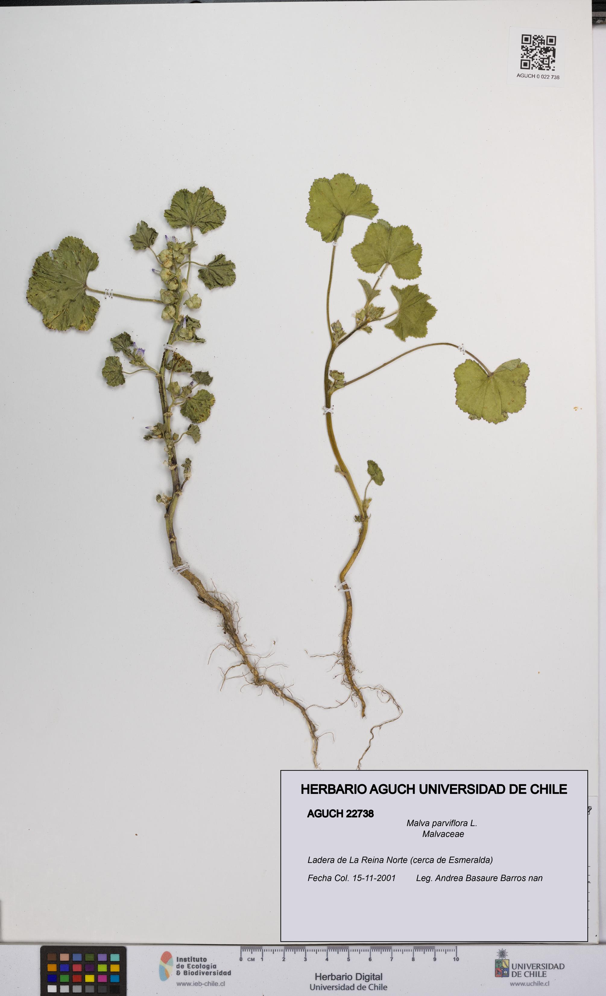 Malva parviflora [Espécimen: UCH:AGUCH:0022738]