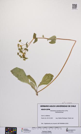 Calceolaria corymbosa [Espécimen: UCH:AGUCH:0022759]