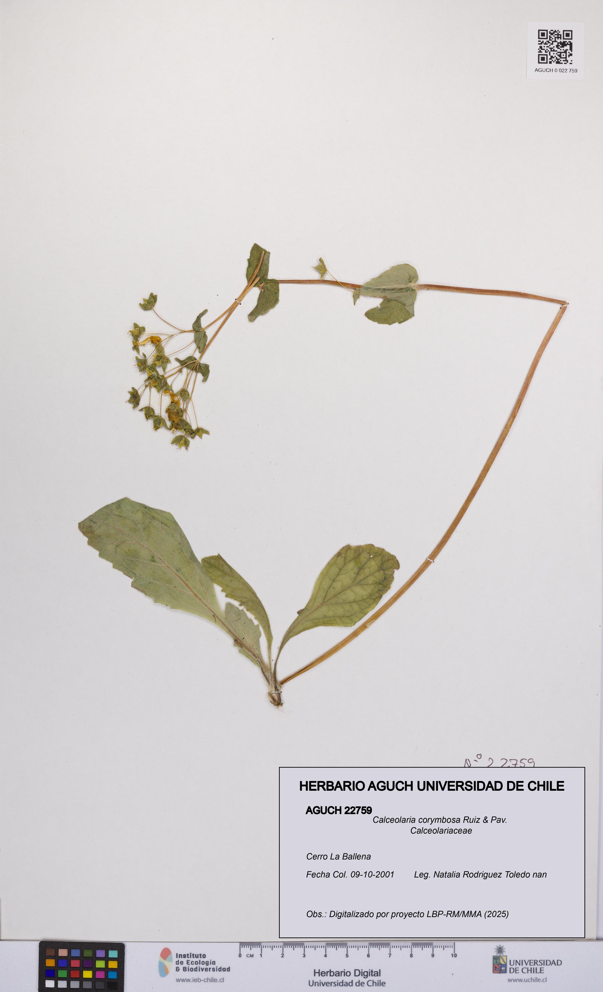 Calceolaria corymbosa [Espécimen: UCH:AGUCH:0022759]