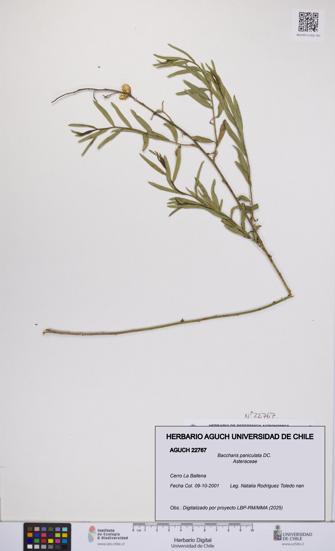 Baccharis paniculata [Espécimen: UCH:AGUCH:0022767]