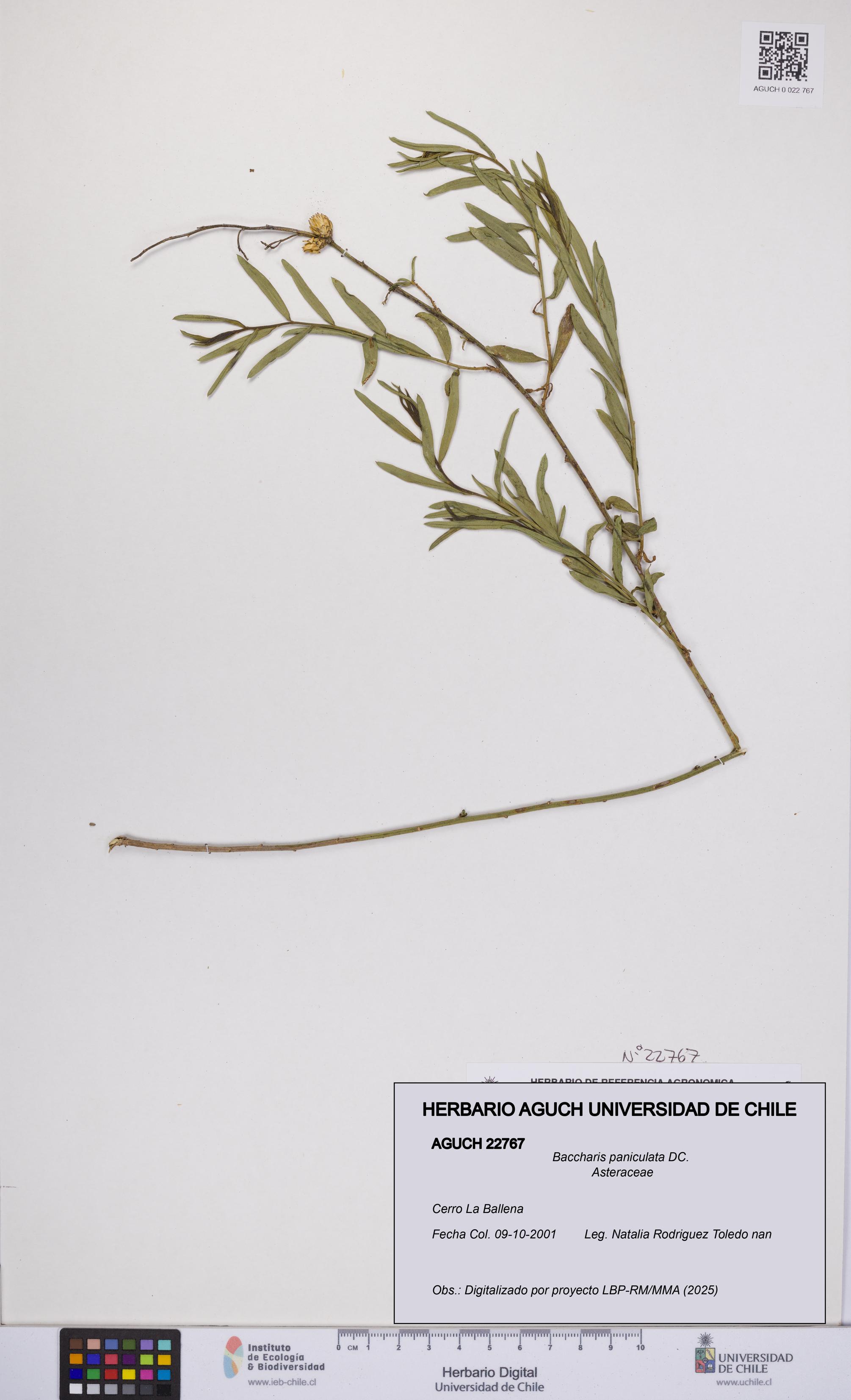 Baccharis paniculata [Espécimen: UCH:AGUCH:0022767]