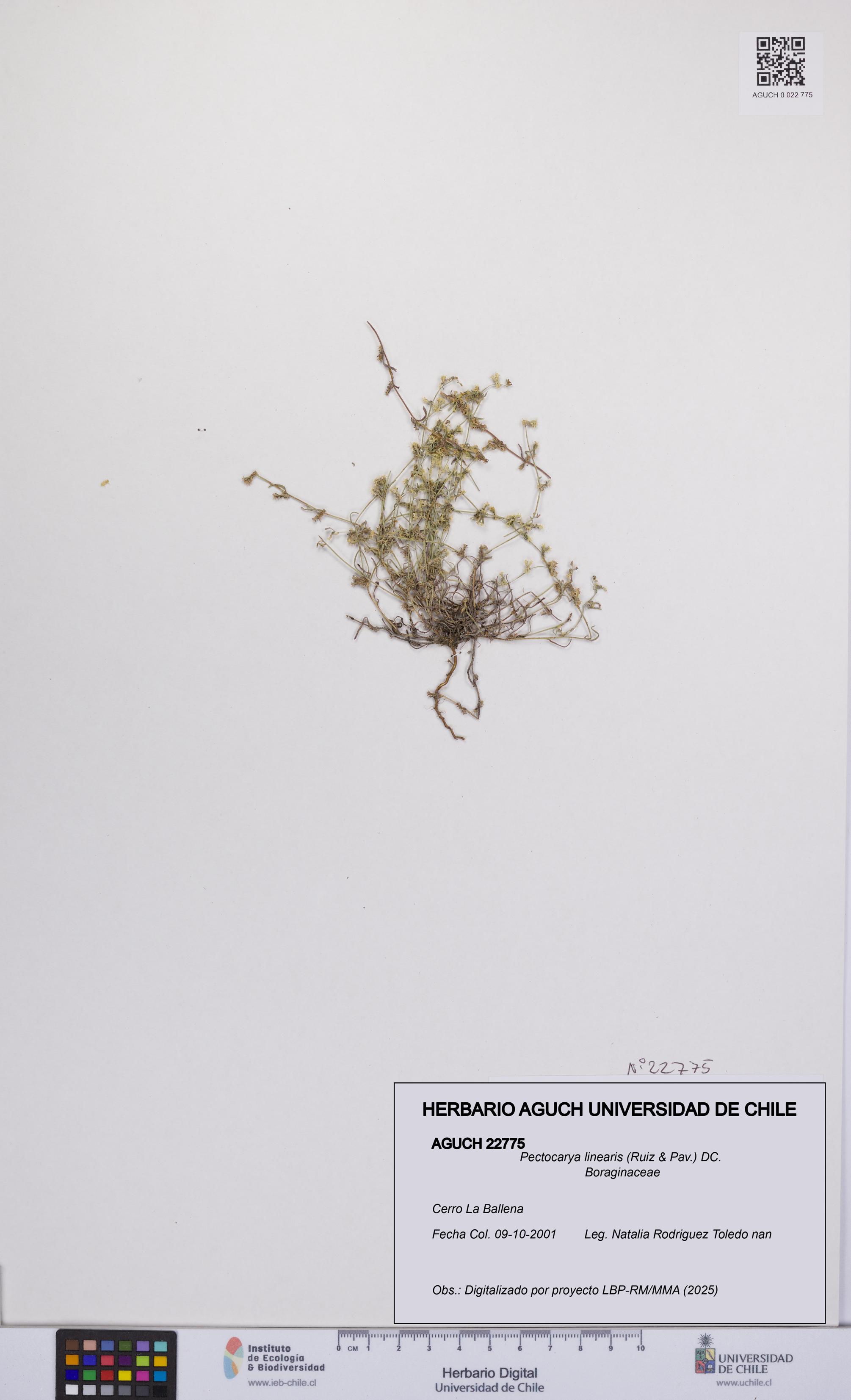 Pectocarya linearis [Espécimen: UCH:AGUCH:0022775]