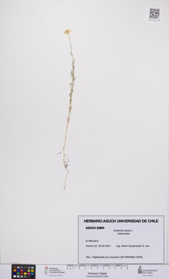 Anthemis cotula [Espécimen: UCH:AGUCH:0022800]