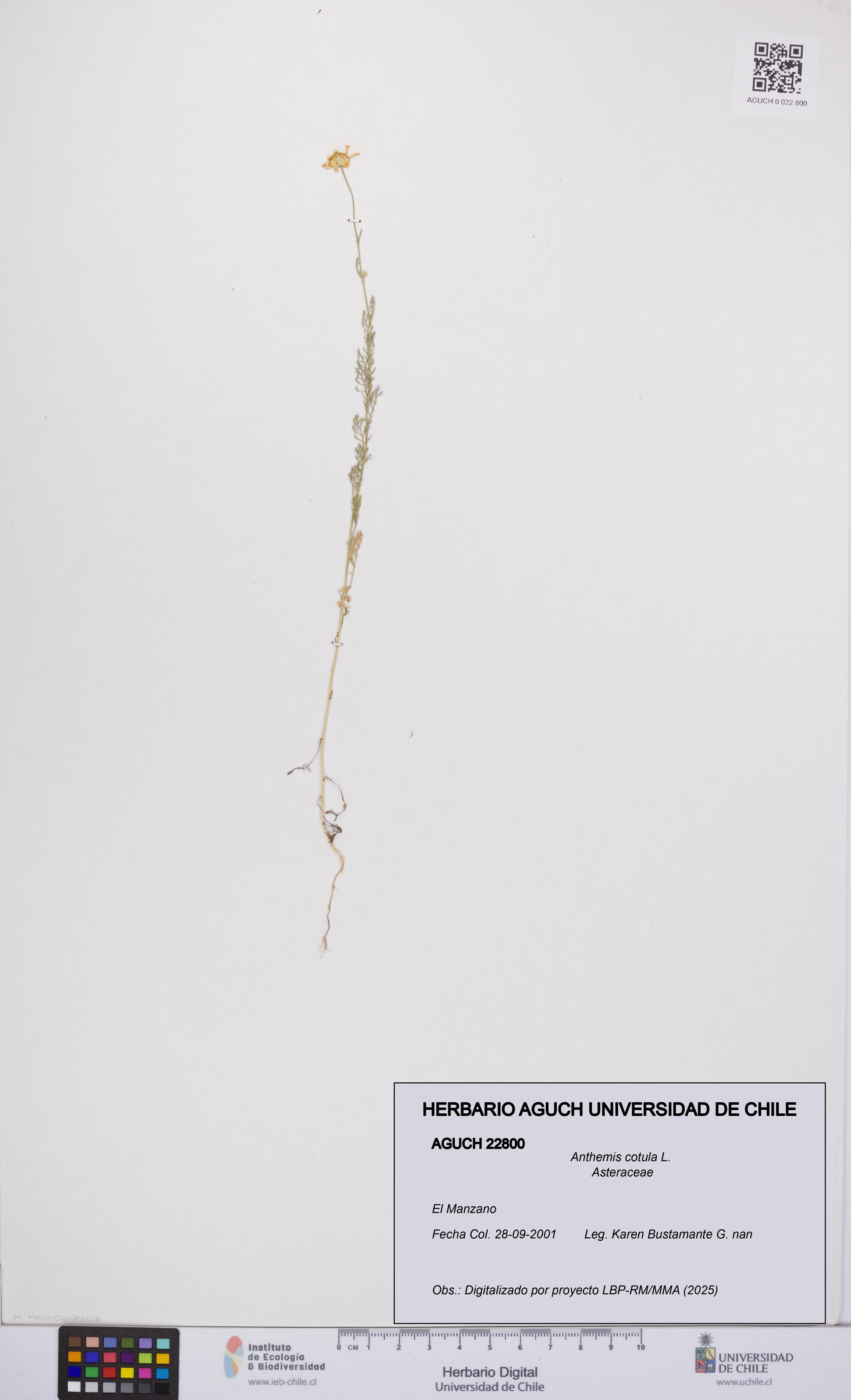Anthemis cotula [Espécimen: UCH:AGUCH:0022800]