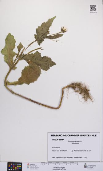 Sonchus oleraceus [Espécimen: UCH:AGUCH:0022820]