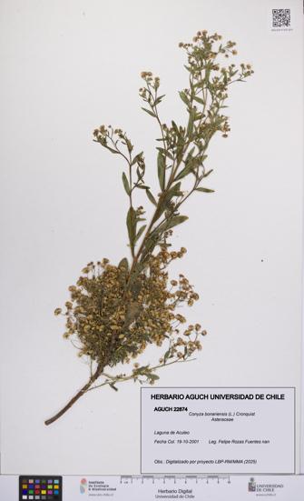 Conyza bonariensis [Espécimen: UCH:AGUCH:0022874]