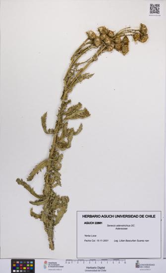 Senecio adenotrichius [Espécimen: UCH:AGUCH:0022881]