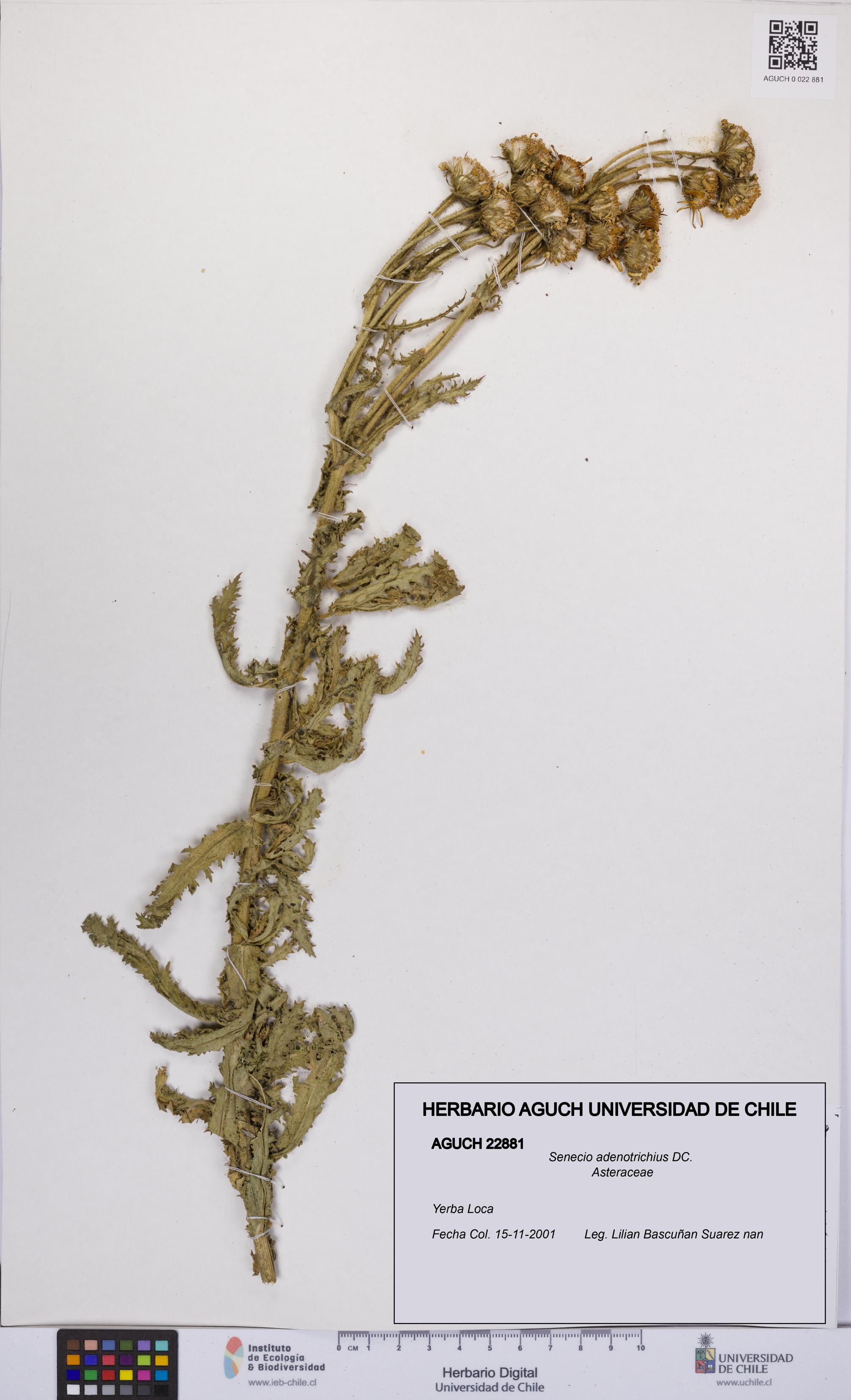 Senecio adenotrichius [Espécimen: UCH:AGUCH:0022881]