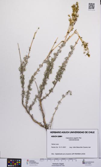 Calceolaria segethii [Espécimen: UCH:AGUCH:0022891]