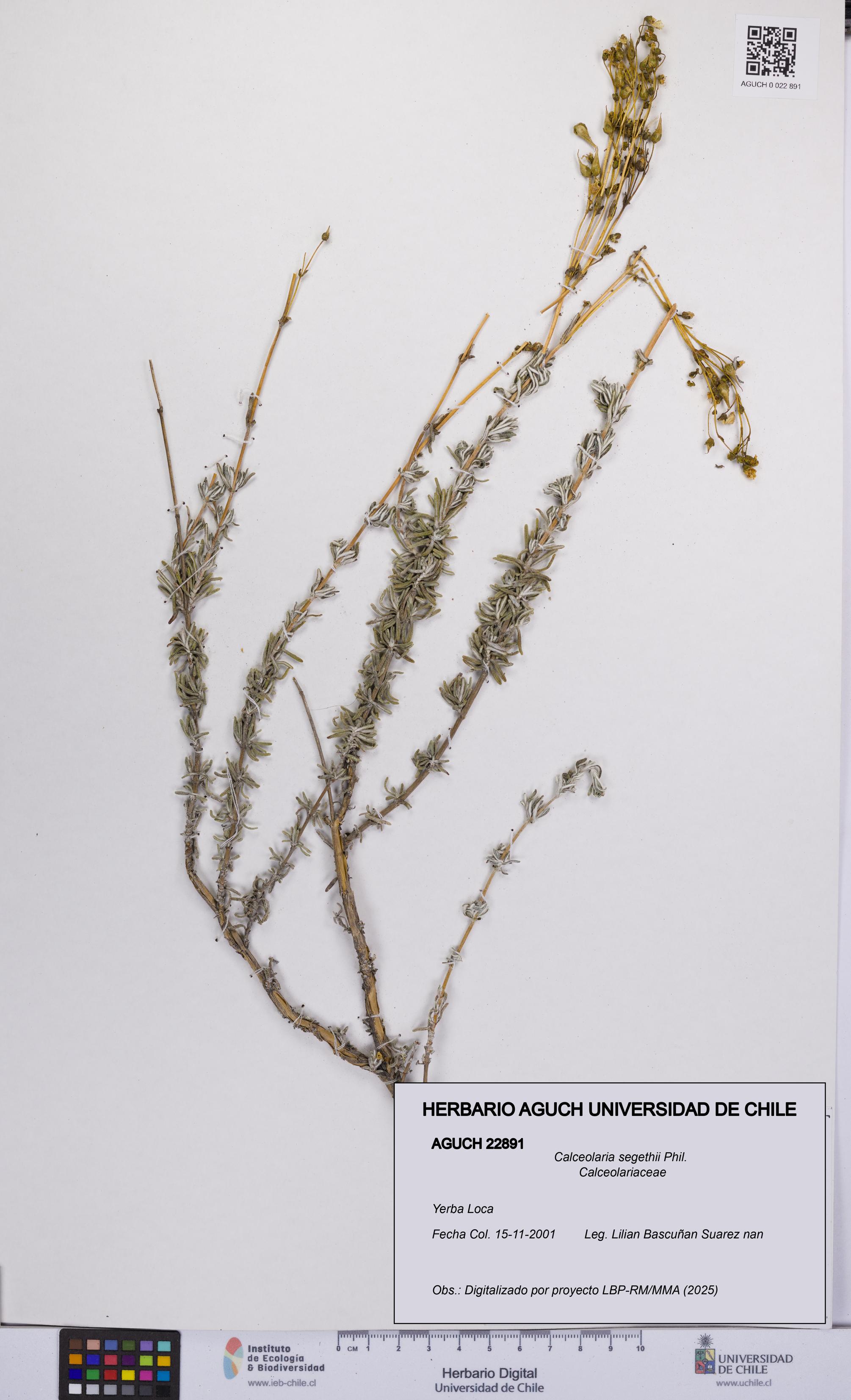 Calceolaria segethii [Espécimen: UCH:AGUCH:0022891]