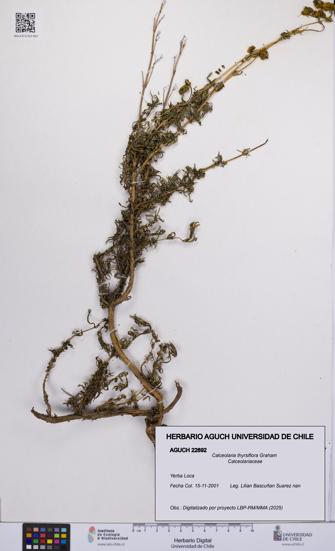 Calceolaria thyrsiflora [Espécimen: UCH:AGUCH:0022892]