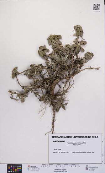 Haplopappus uncinatus [Espécimen: UCH:AGUCH:0022895]