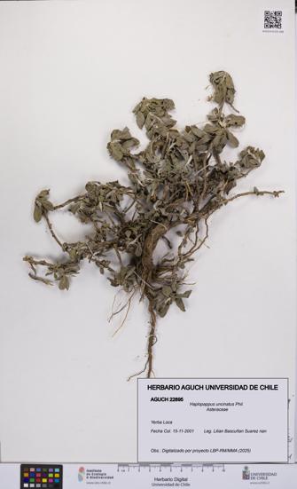 Haplopappus uncinatus [Espécimen: UCH:AGUCH:0022895]