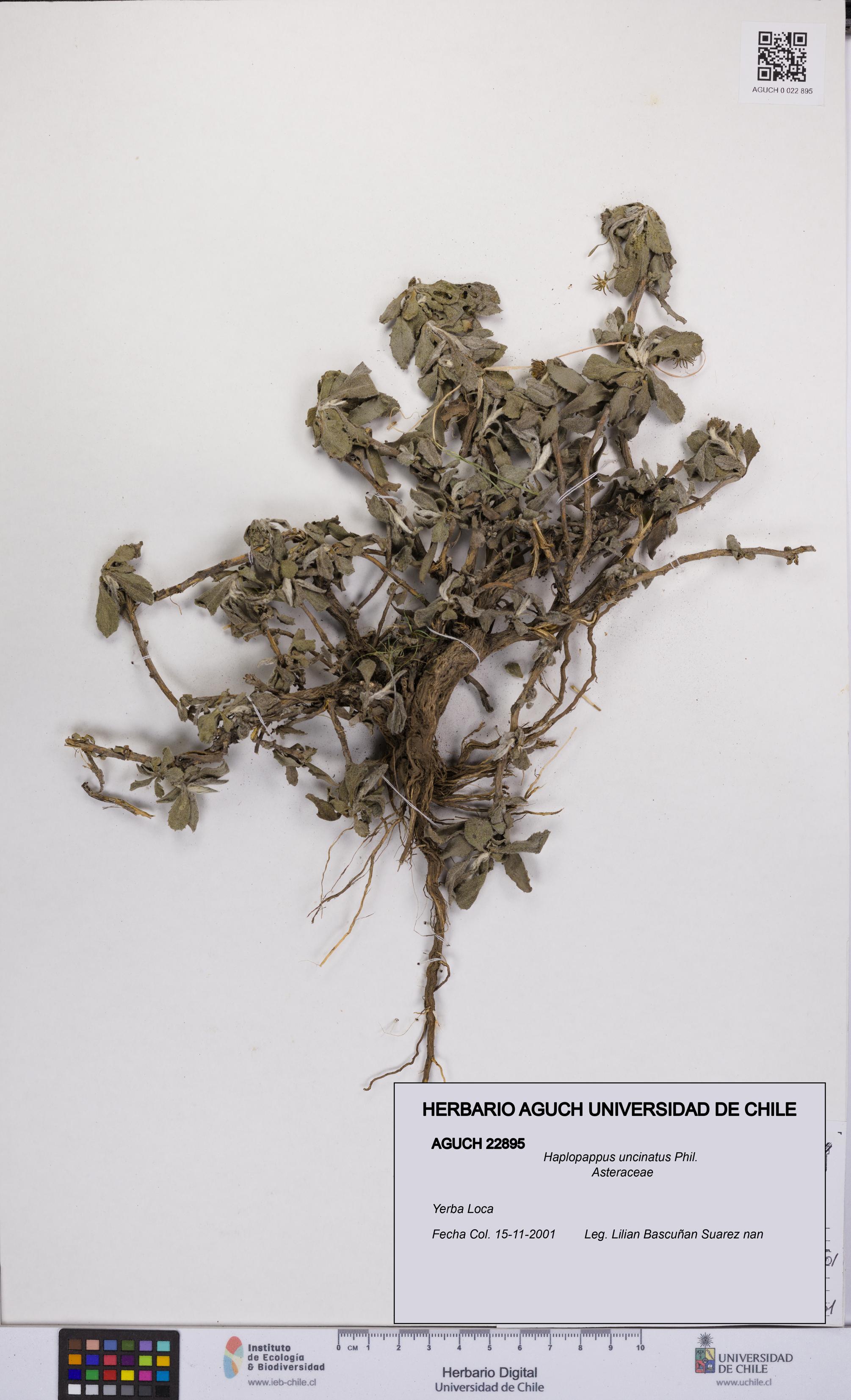 Haplopappus uncinatus [Espécimen: UCH:AGUCH:0022895]