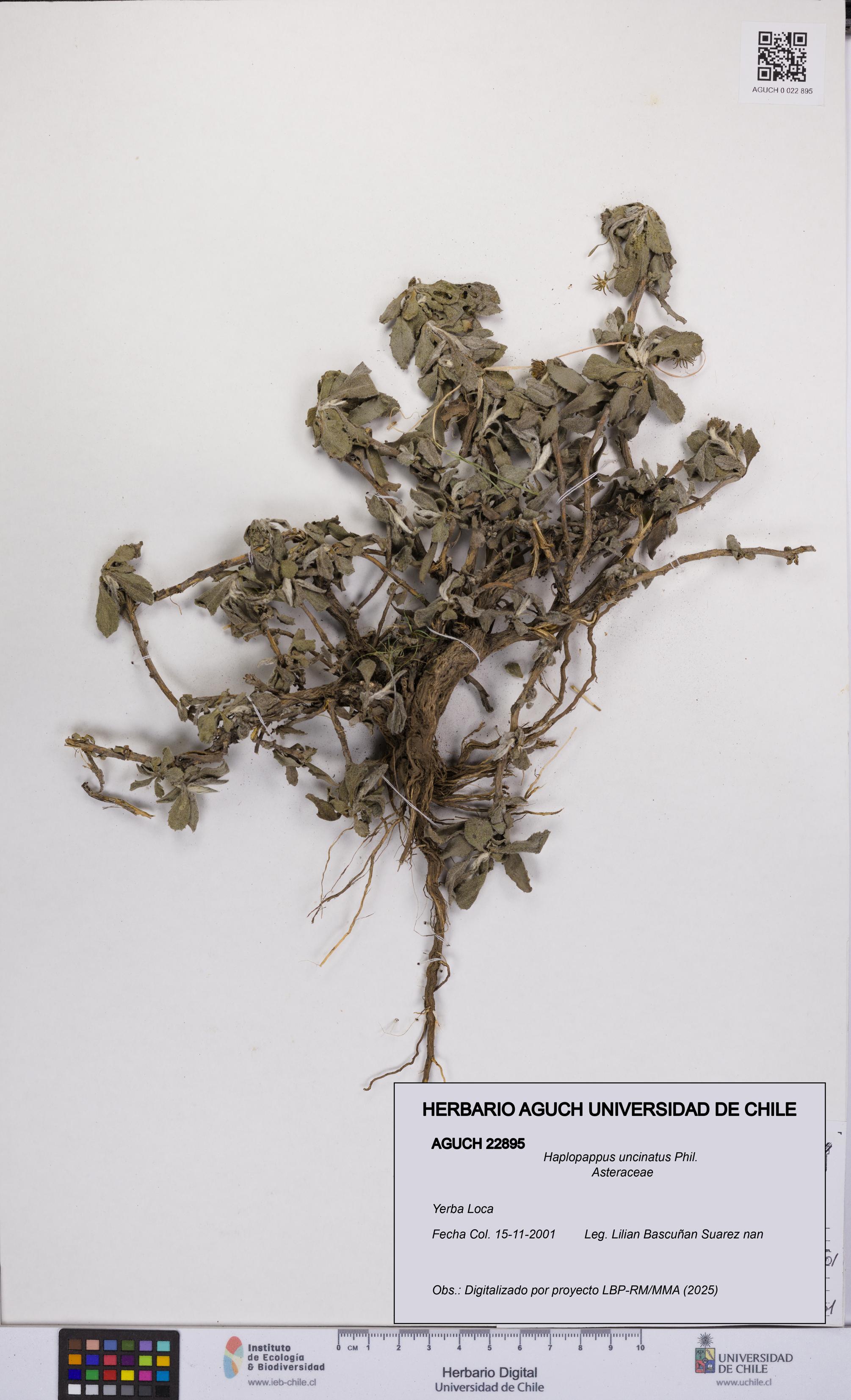 Haplopappus uncinatus [Espécimen: UCH:AGUCH:0022895]