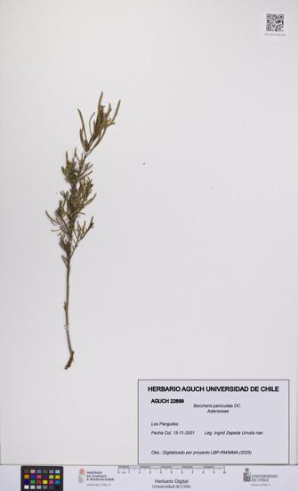 Baccharis paniculata [Espécimen: UCH:AGUCH:0022899]