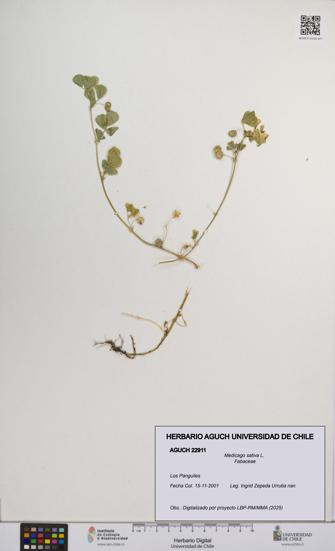 Medicago sativa [Espécimen: UCH:AGUCH:0022911]