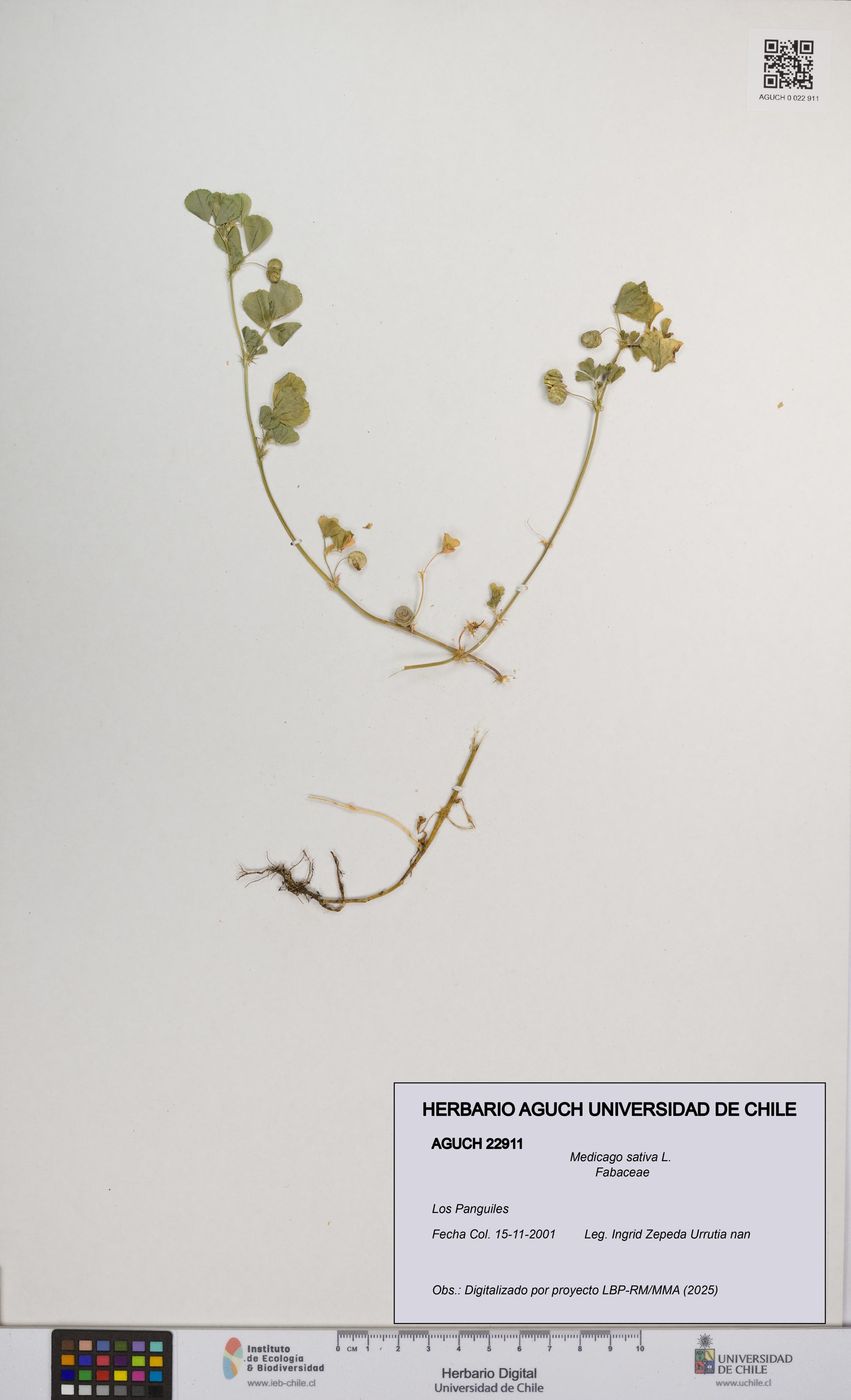 Medicago sativa [Espécimen: UCH:AGUCH:0022911]