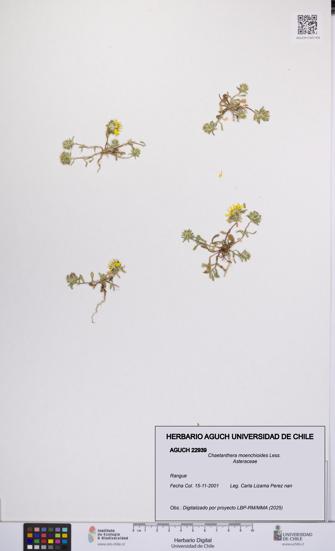 Chaetanthera moenchioides [Espécimen: UCH:AGUCH:0022939]