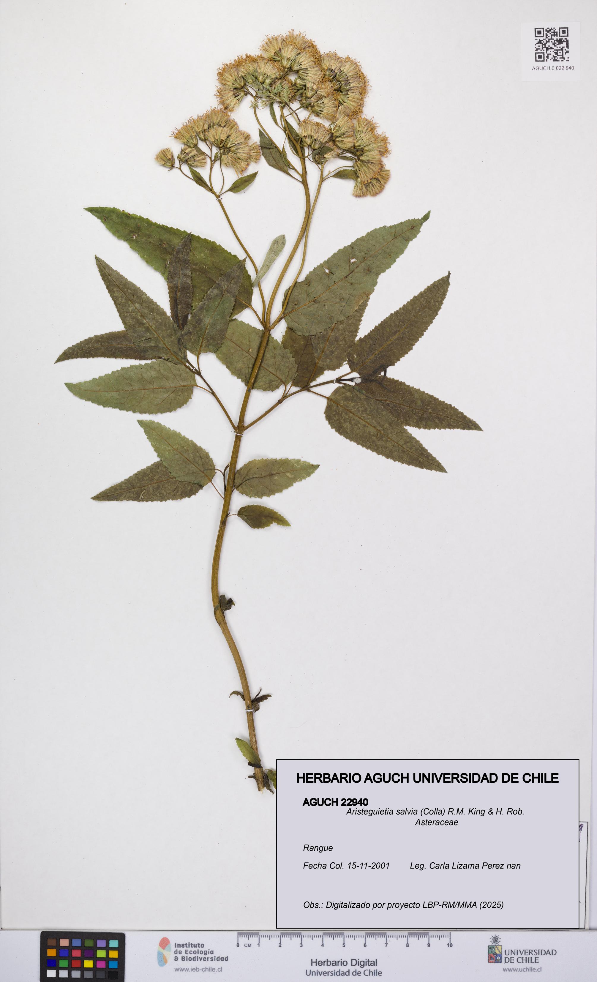 Aristeguietia salvia [Espécimen: UCH:AGUCH:0022940]