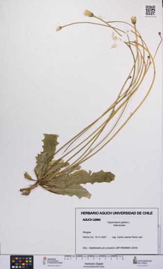 Hypochaeris glabra [Espécimen: UCH:AGUCH:0022963]