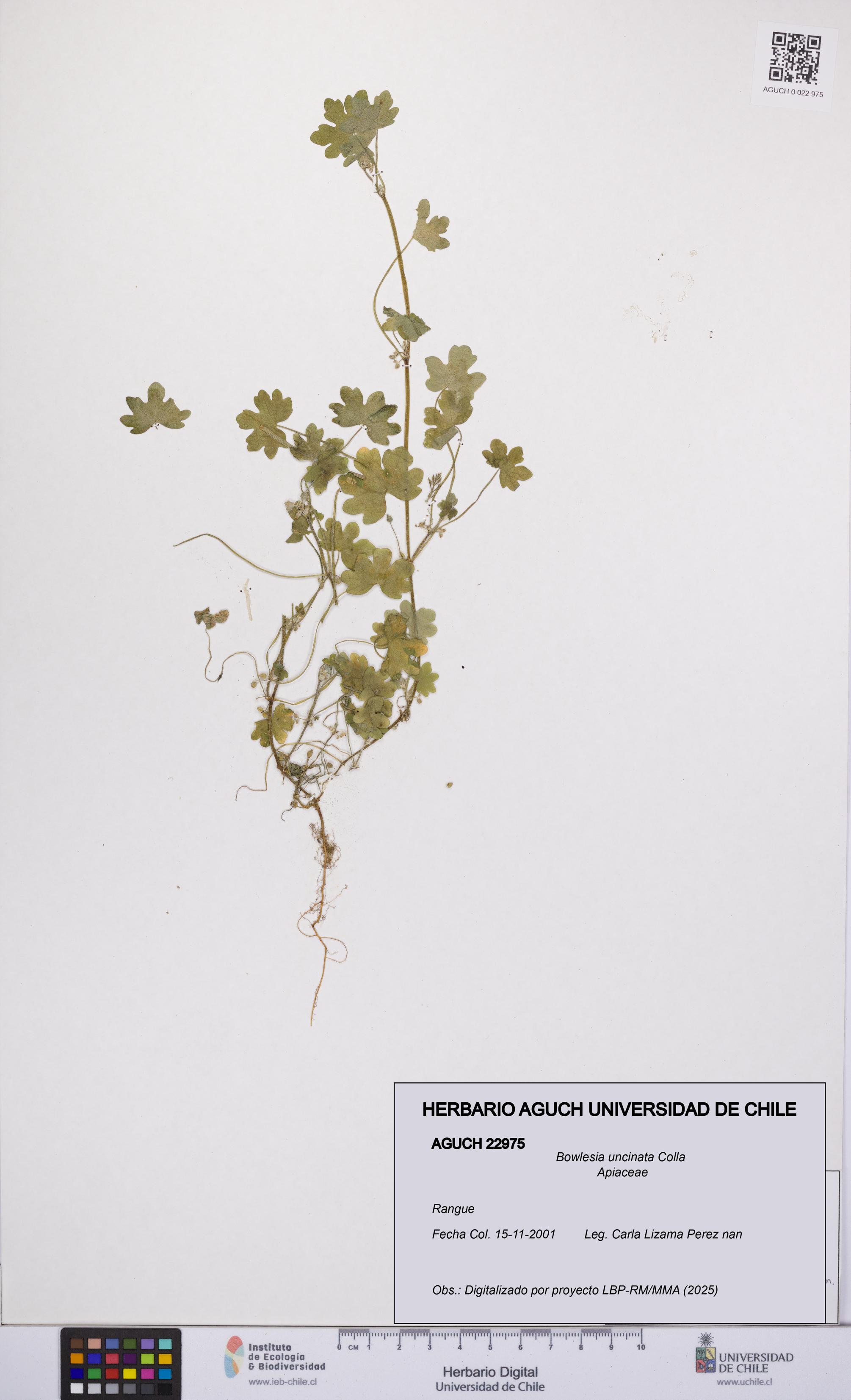 Bowlesia uncinata [Espécimen: UCH:AGUCH:0022975]