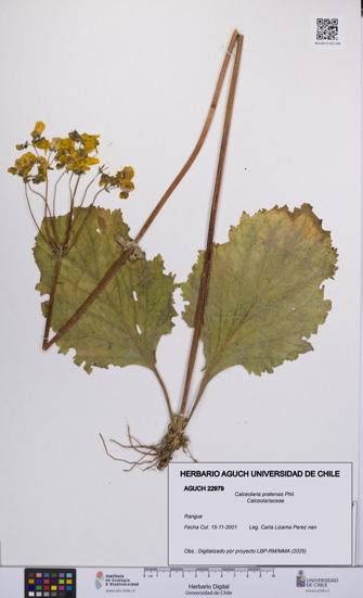 Calceolaria pratensis [Espécimen: UCH:AGUCH:0022979]