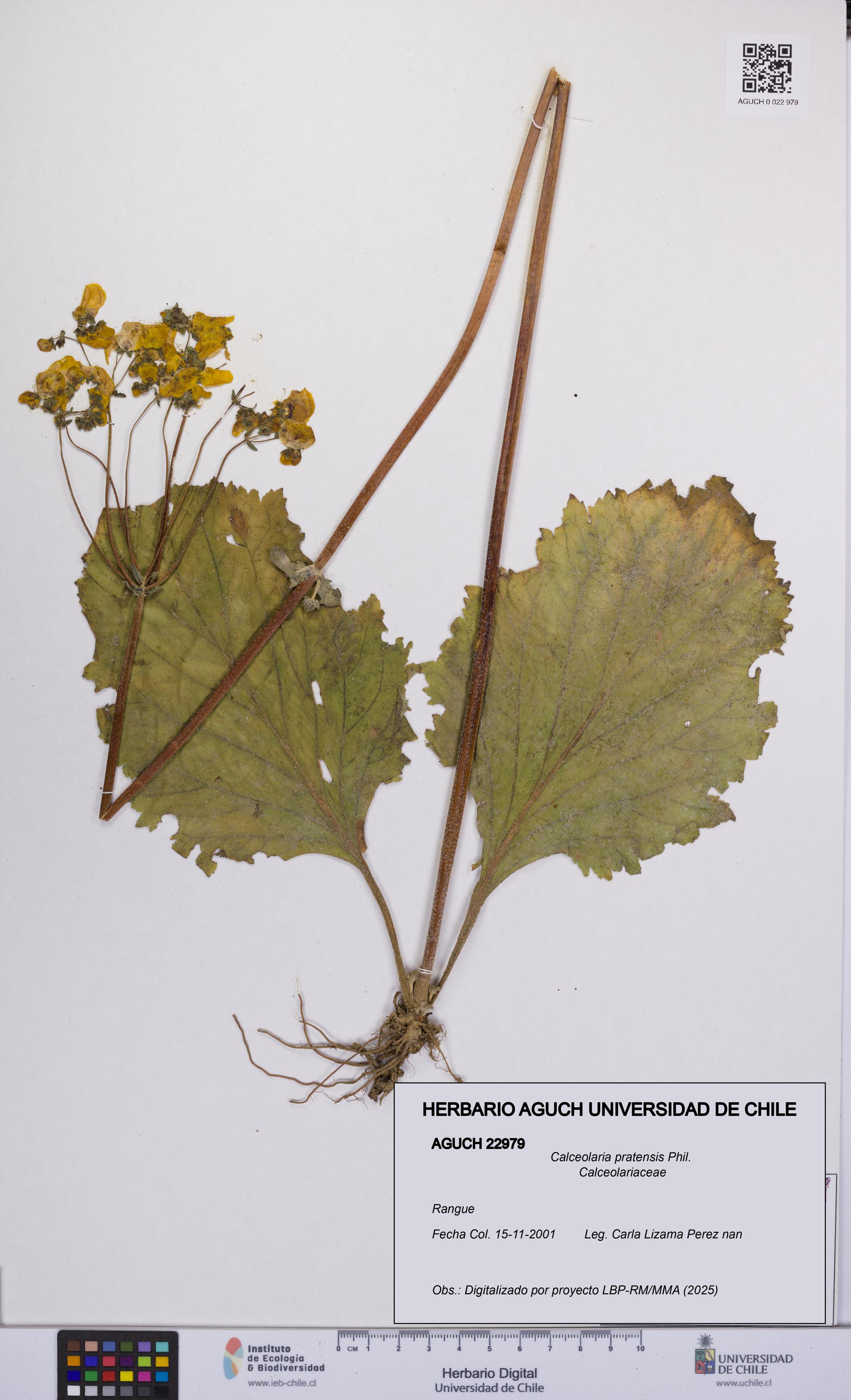Calceolaria pratensis [Espécimen: UCH:AGUCH:0022979]