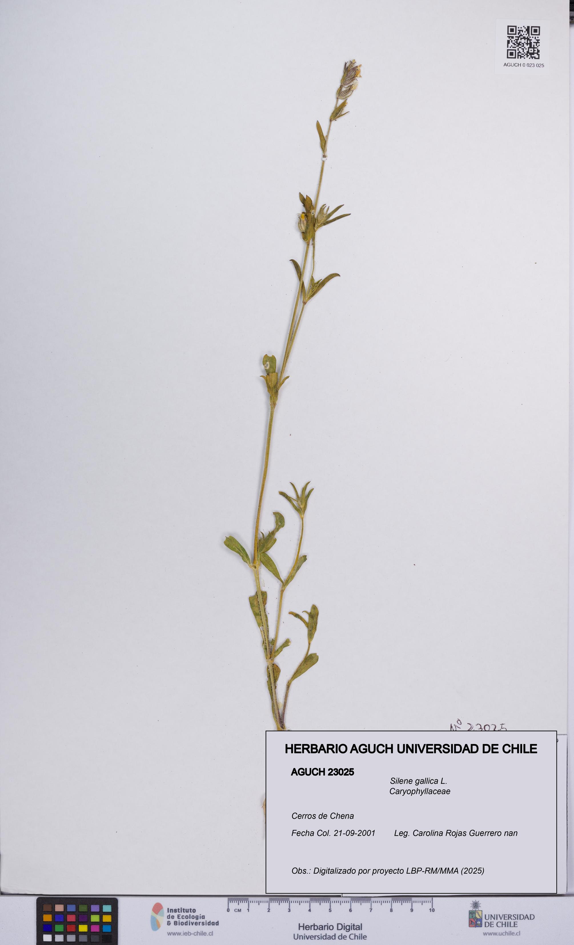 Silene gallica [Espécimen: UCH:AGUCH:0023025]