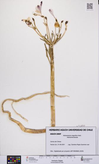 Alstroemeria magnifica [Espécimen: UCH:AGUCH:0023037]