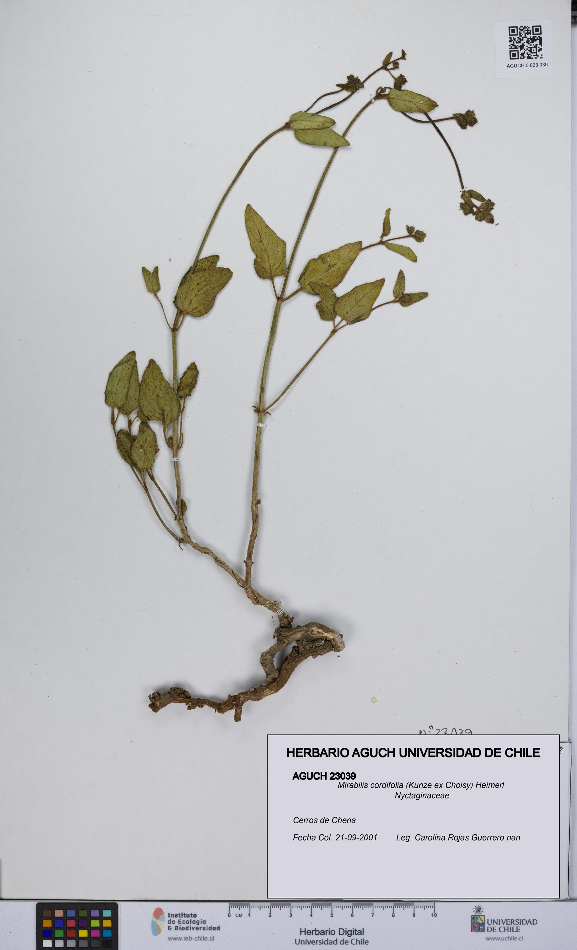 Mirabilis cordifolia [Espécimen: UCH:AGUCH:0023039]