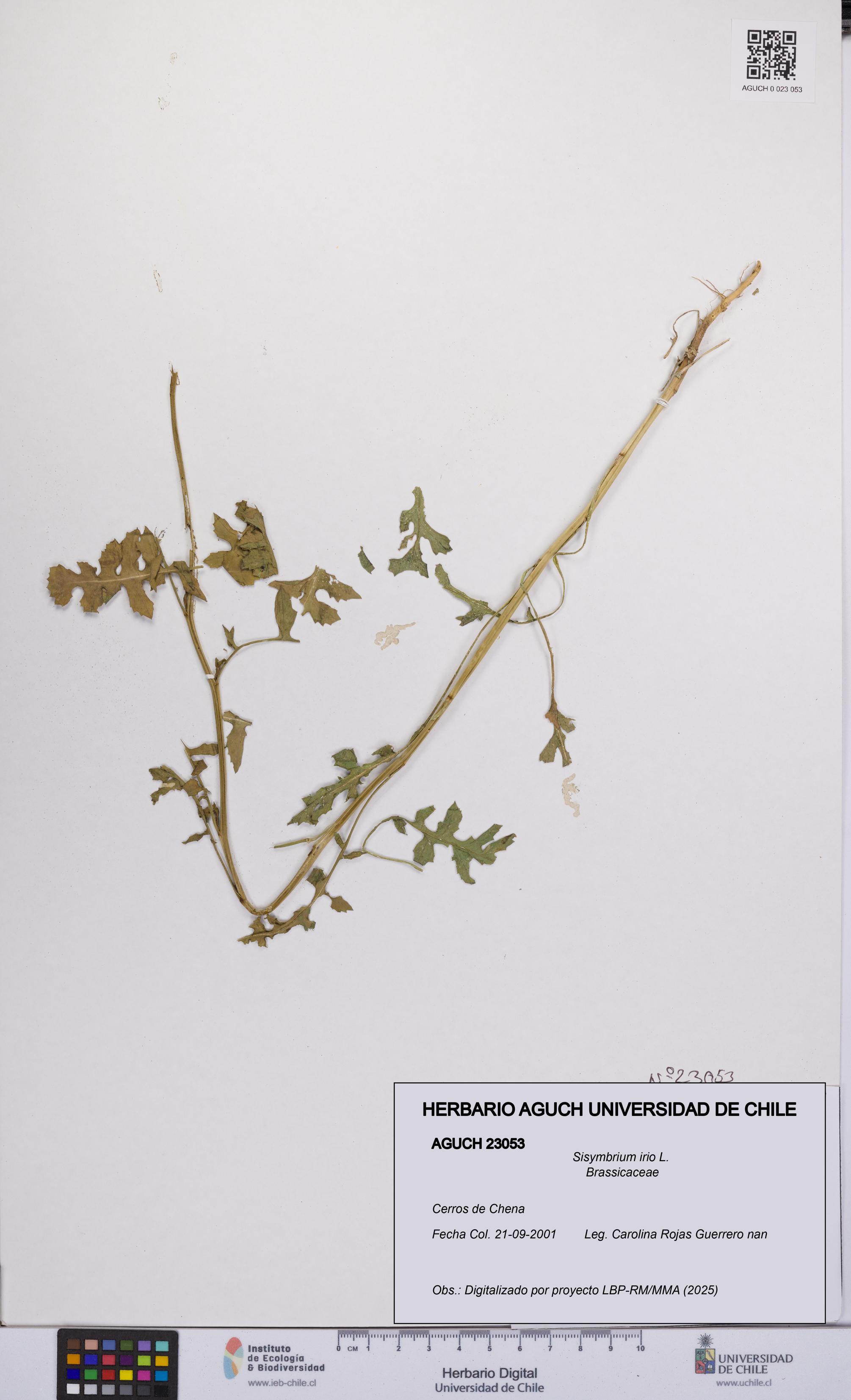 Sisymbrium irio [Espécimen: UCH:AGUCH:0023053]