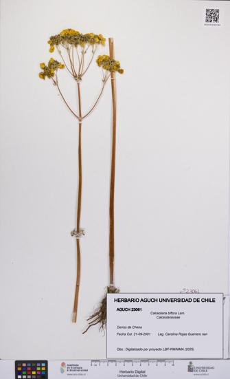 Calceolaria biflora [Espécimen: UCH:AGUCH:0023061]
